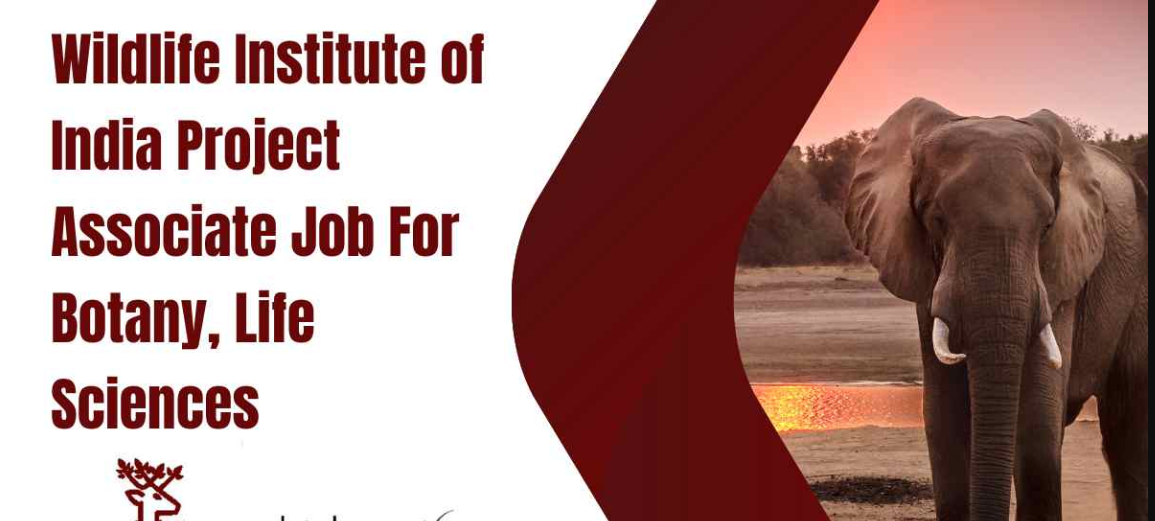 Wildlife Institute Of India Project Scientist, Project Associate & Other Vacancy